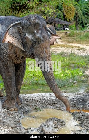 Bain avec les éléphants au sanctuaire de Krabi Elephant House Sanctuary - Thaïlande. Destination de voyage dans la région de Krabi - 27 janvier 2020 Banque D'Images