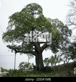 Modifier BAum dans der Stadt Ambato, Équateur 1960 er Jahre. Vieil arbre dans la ville d'Ambato, Équateur 1960. Banque D'Images