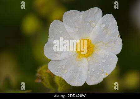 Fleur de Montpellier cistus Cistus monspeliensis recouverte de gouttes de rosée. Réserve naturelle intégrale de l'Inagua. Grande Canarie. Îles Canaries. Espagne. Banque D'Images