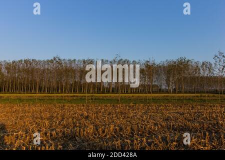 Peuplier grove dans la campagne italienne en automne au coucher du soleil heure Banque D'Images