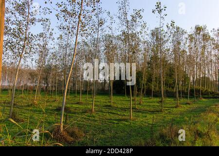 Peuplier grove dans la campagne italienne en automne au coucher du soleil heure Banque D'Images