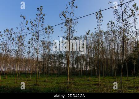 Peuplier grove dans la campagne italienne en automne au coucher du soleil heure Banque D'Images