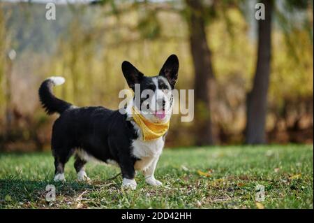 Cardigan welsh corgi se trouve dans le parc d'automne. Chien heureux en plein air. Petit chien berger noir et blanc. Banque D'Images