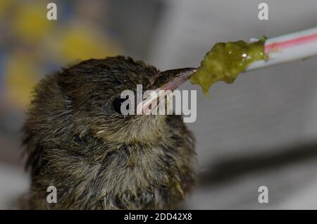 Alimentation à une calotte noire de poussin Sylvia atricapilla. Grande Canarie. Îles Canaries. Espagne. Banque D'Images