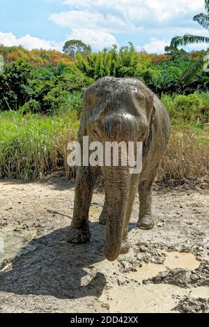 Bain avec les éléphants au sanctuaire de Krabi Elephant House Sanctuary - Thaïlande. Destination de voyage dans la région de Krabi - 27 janvier 2020 Banque D'Images