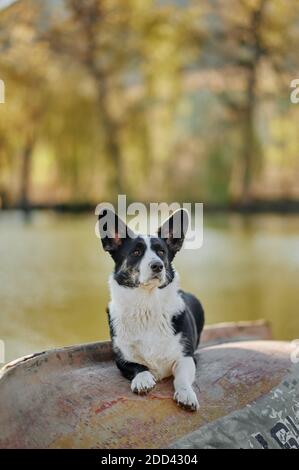 Cardigan welsh corgi est assis sur le bateau au bord du lac à l'automne vue sur la nature. Chien heureux en plein air. Petit chien berger noir et blanc.
