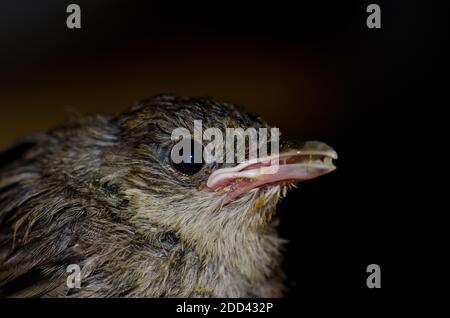 Chick blackcap Sylvia atricapilla manger. Grande Canarie. Îles Canaries. Espagne. Banque D'Images