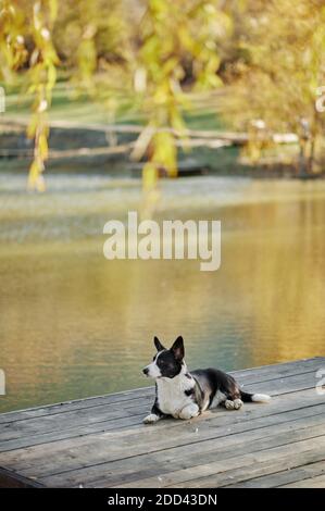 Cardigan welsh corgi est situé à l'automne vue sur la nature. Chien heureux en plein air. Petit chien berger noir et blanc.