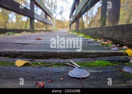 Helbigsdorf, Allemagne. 23 novembre 2020. Au milieu de la forêt, près de Helbigsdorf, dans le district de la Suisse saxonne-Ore orientale, un pont vélo et piéton est caché dans la forêt. Ce pont a été utilisé par de nombreuses personnes pendant des années pour atteindre le village voisin en vélo ou à pied, même s'il a quelques défauts structurels en raison de son utilisation et des influences environnementales. Credit: Daniel Schäfer/dpa-Zentralbild/ZB/dpa/Alay Live News Banque D'Images