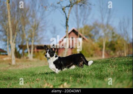 Cardigan welsh corgi se trouve dans la campagne, à côté de la maison. Chien heureux en plein air. Petit chien berger noir et blanc. Banque D'Images