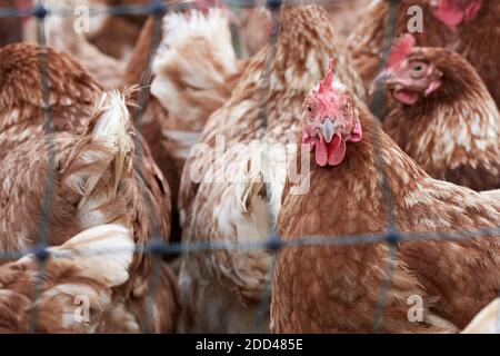 Gros plan d'un troupeau de poules en liberté sur un ferme de volaille biologique derrière un fil de poulet Banque D'Images