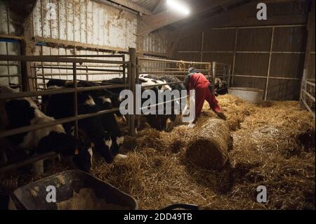 Bazouges-sous-Hède (Bretagne, nord-ouest de la France) : élevage et production laitière. Agriculteur donnant du foin aux vaches Banque D'Images