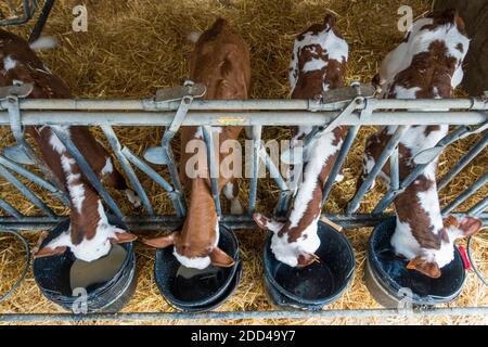 Bazouges-sous-Hède (Bretagne, nord-ouest de la France) : vaches laitières, production laitière, élevage laitier conventionnel. Vaches dans un abri de vache Banque D'Images