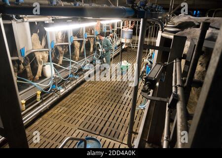 Bazouges-sous-Hède (Bretagne, nord-ouest de la France) : élevage et production laitière. Vaches et fermier dans un salon de traite. Banque D'Images