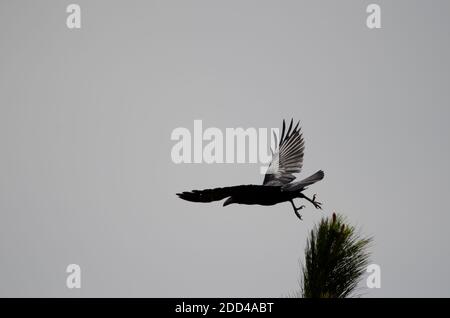 Les îles Canaries raven Corvus corax canariensis en vol. Pajonales. Le parc rural Nublo. Tejeda. Grande Canarie. Îles Canaries. Espagne. Banque D'Images