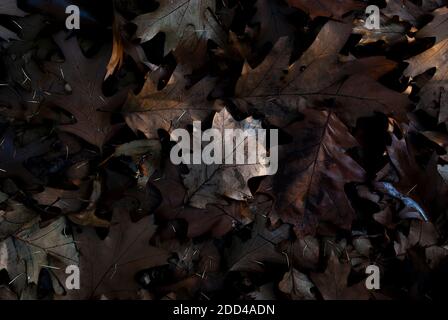 feuilles au coucher du soleil - photo dans la forêt - spectacles feuilles de chêne dans les derniers rayons du soleil couchant Banque D'Images