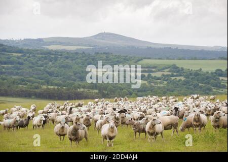 Élevage extensif de moutons à Loperec (Bretagne, nord-ouest de la France). Troupeau de brebis au pâturage Banque D'Images