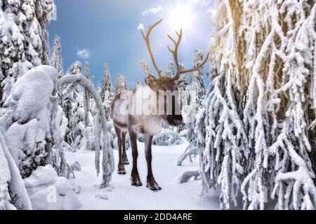 Rennes dans la forêt d'hiver à Rovaniemi, Laponie, Finlande Banque D'Images