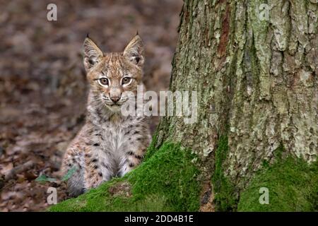 Lynx eurasien cub 2 mois