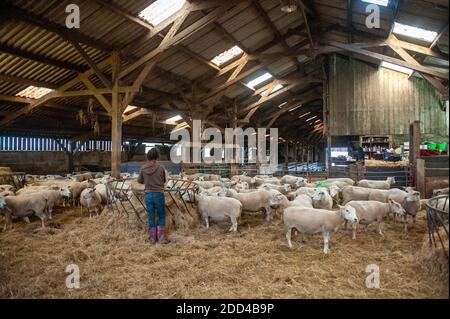 Élevage extensif de moutons à Loperec (Bretagne, nord-ouest de la France). Troupeau de moutons pendant l'agneaux, le vêlage Banque D'Images