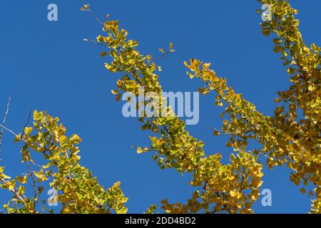 Branche de ginkgo (Ginkgo biloba) le 21 novembre, ville d'Isehara, préfecture de Kanagawa, Japon. La plupart des feuilles ont changé de couleur de vert à jaune. Banque D'Images