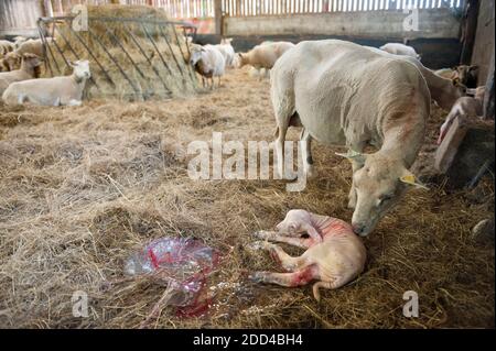 Élevage extensif de moutons à Loperec (Bretagne, nord-ouest de la France). Troupeau de moutons pendant l'agneaux, le vêlage Banque D'Images