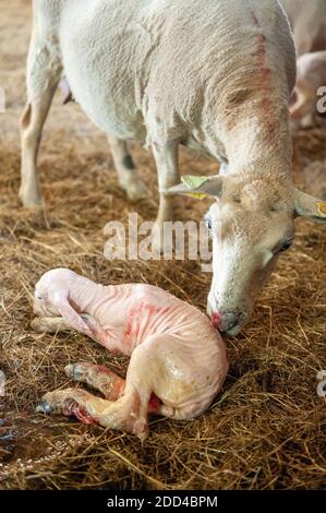 Élevage extensif de moutons à Loperec (Bretagne, nord-ouest de la France). Troupeau de moutons pendant l'agneaux, le vêlage Banque D'Images