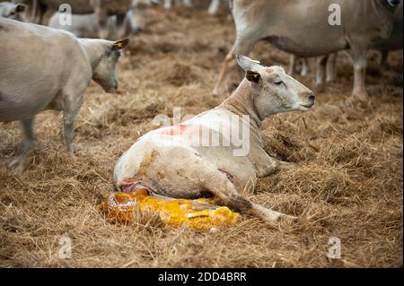 Élevage extensif de moutons à Loperec (Bretagne, nord-ouest de la France). Troupeau de moutons pendant l'agneaux, le vêlage Banque D'Images