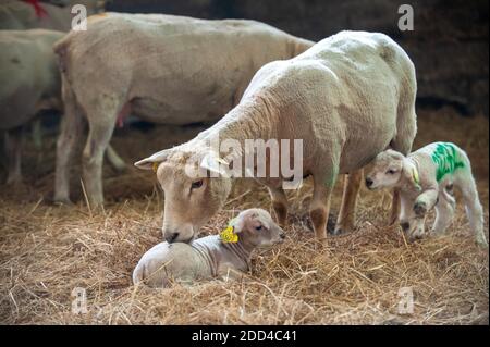 Élevage extensif de moutons à Loperec (Bretagne, nord-ouest de la France). Troupeau de moutons pendant l'agneaux, le vêlage Banque D'Images