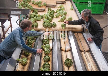 Saint-Pol-de-Leon (Bretagne, nord-ouest de la France): Usine de transformation des légumes du Prince de Bretagne hommes travaillant devant l'artichaut a Banque D'Images