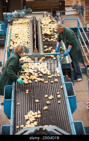 Saint-Pol-de-Leon (Bretagne, Nord-Ouest de la France): Usine de transformation des légumes du Prince de Bretagne femmes portant des combinaisons devant la nouvelle Banque D'Images