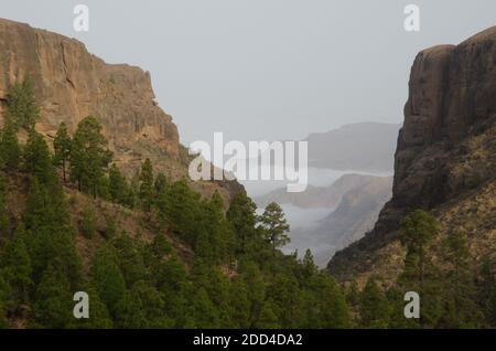 Forêt de pins de l'île des Canaries Pinus canariensis dans le ravin d'El Juncal et les falaises du sud-ouest. Le parc rural Nublo. Grande Canarie. Îles Canaries. Espagne. Banque D'Images