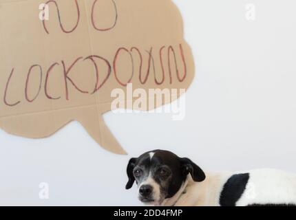 Chien avec les yeux adorables sentimentaux sur un lit. Chien activiste pas de verrouillage. Coronavirus et concept d'animal de compagnie. Banque D'Images