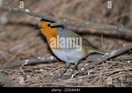 Robin erithacus rubecula superbus au sol. Le parc rural Nublo. Tejeda. Grande Canarie. Îles Canaries. Espagne. Banque D'Images