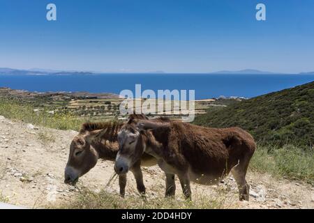 Sifnos appartient au groupe des îles Cyclades et se trouve au cœur de la mer Égée, à proximité des îles Milos et Serifos. Avec le typique Cyclades Banque D'Images