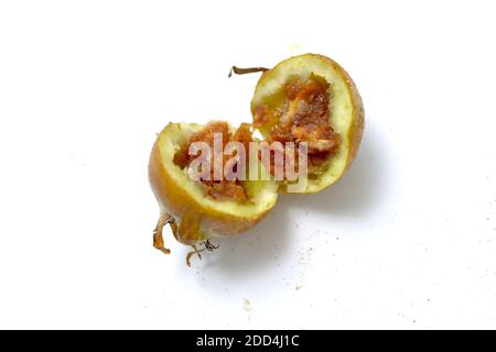 Des fruits medlar sains en automne gros plan Banque D'Images