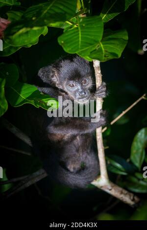 La faune du Panama avec un singe hurleur juvénile, Alouatta palliata, dans la forêt tropicale du parc national de Soberania, République du Panama. Banque D'Images