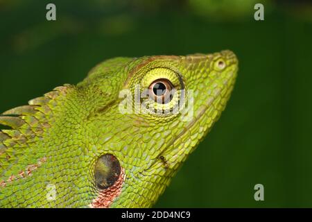 Lézard de forêt mandée (Bronchocela jubata) Banque D'Images