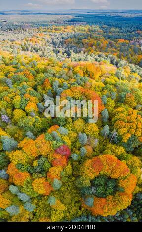 Vue panoramique verticale aérienne de la forêt d'automne aux couleurs vives Banque D'Images