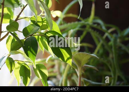 gros plan de ficus bonsai benjamina natasja vert contre la fenêtre et aloe vera, simple style urbain jungle Banque D'Images