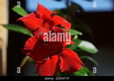 Plante maison de Diladenia avec fleur rouge en pot . La consépse du jardinage à la maison Banque D'Images