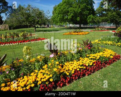 Expositions florales au parc Boscawen, Truro, Cornouailles. Banque D'Images