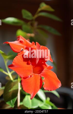 Plante maison de Diladenia avec fleur rouge en pot . La consépse du jardinage à la maison Banque D'Images