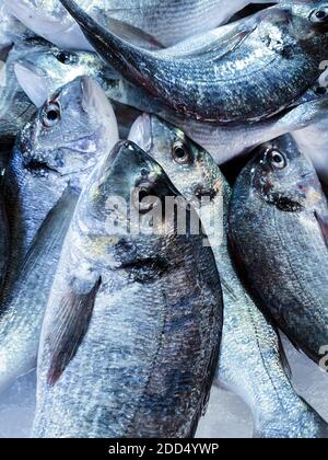 Poisson de dorade à tête dorée en plein format, vue rapprochée de ci-dessus sur un comptoir de fruits de mer Banque D'Images