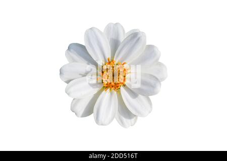Zinnia elegans fleur isolée sur fond blanc. Objet avec masque. Banque D'Images