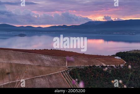 Vignobles de Plavac mali raisin dans le sud de la Dalmatie près de la péninsule de Peljesac en Croatie avec le beau coucher de soleil et ciel multicolore. Banque D'Images