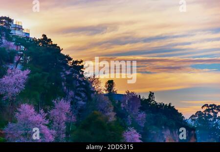 Fleurs de cerisier en pleine floraison à Shillong, Meghalaya, Inde, au cours du mois de novembre. Le soleil couchant colore le ciel et les nuages orange. Banque D'Images