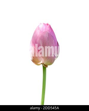 Fleur de lotus rose isolée sur fond blanc. Objet avec masque. Banque D'Images