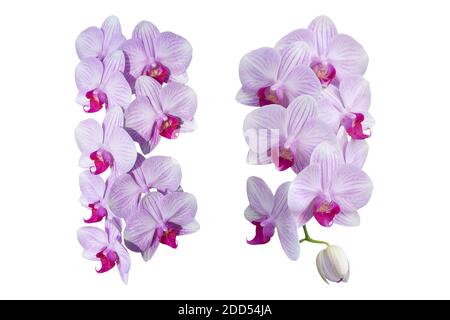 Belles fleurs d'orchidées pourpres (Phalaenopsis), isolées sur fond blanc. Objet avec masque Banque D'Images