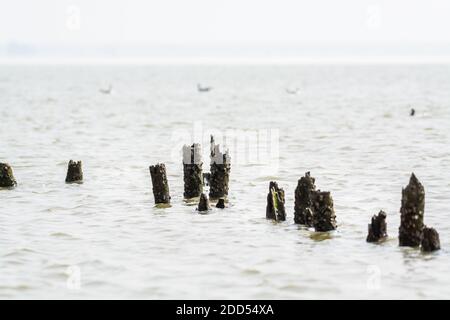 Des bois pourris dans l'eau à Shenzhen Bay, Guangdong, Chine. Banque D'Images